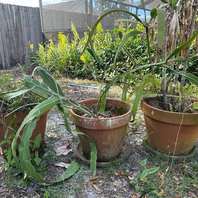 Trio Of Clay Pots