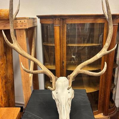 11 Point European Mount Elk Skull