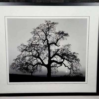 Ansel Adams - Oak Tree, Sunset City, California