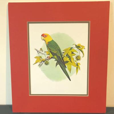 Unframed Carolina Parakeet Print by W.T. Cooper