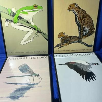 Natural history Posters 