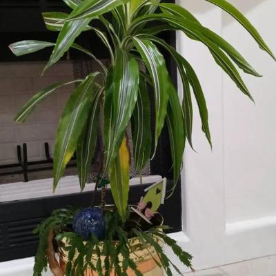 Lemon Lime Dracaena Plant W/Thanksgiving Cactus