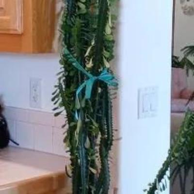 Tall Milk Tree & Thanksgiving Cactus