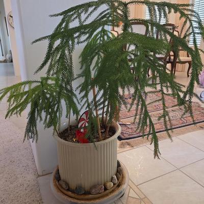 Norfolk Island Pine