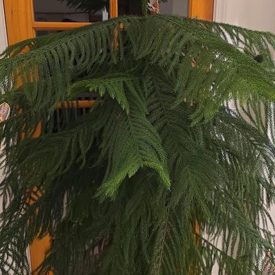 Extra Large Norfolk Island Pine