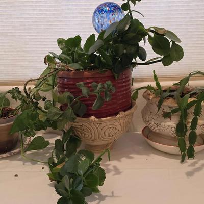 Devils Ivy, Flaming Cathy and Thanksgiving Cactus