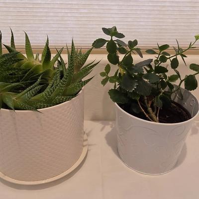 Lace Aloe and Flaming Cathy Plants