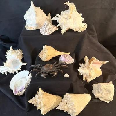Large shell collection and metal crab