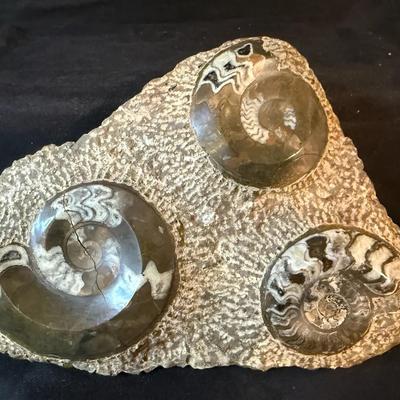 Ammonite fossil matrix slab