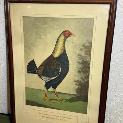 Print titled the blackbreasted dark red champion