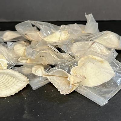 Lot Of True Heart Cockle Shells