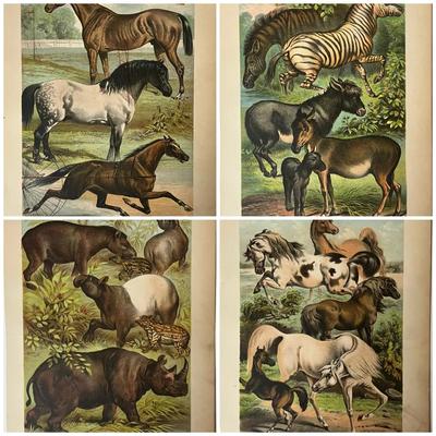 1880 Chromolithographic Plates from Johnson’s Household Book of Nature