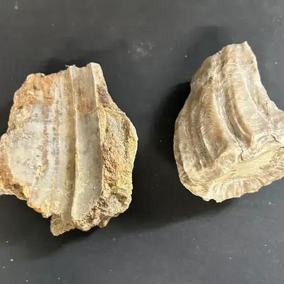 Two Fossilized Coral Specimens 