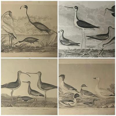 1829 Hand Colored Engraved Plates from American Ornithology by Alexander Wilson