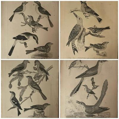 1829 Engraved Plates from American Ornithology by Alexander Wilson 
