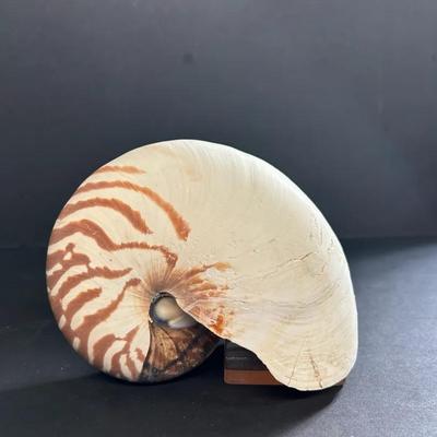 Chambered Nautilus Shell Specimen 