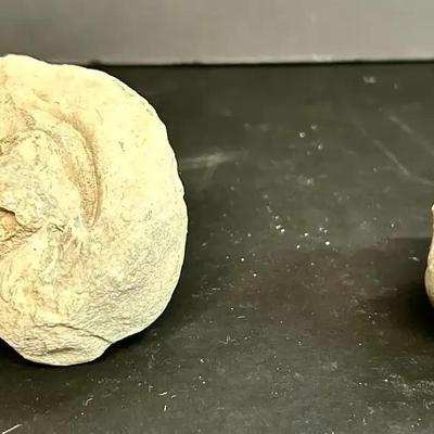 Cyclonema And Clam Fossil Specimens 