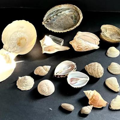 Assortment Of Shells With Abalone, Whelks, Clams, Cockles And Gastropod Shells