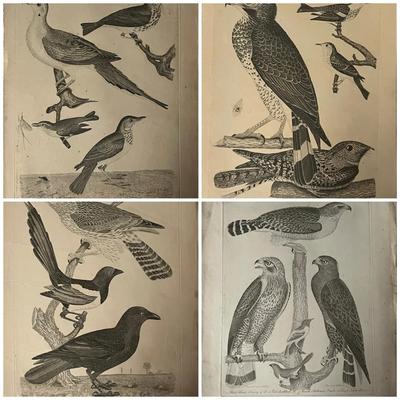 1829 Hand Colored Engraved Plates from American Ornithology by Alexander Wilson 