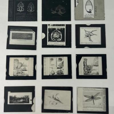 Vintage Glass Slides Unframed (12) Animals & Diagrams