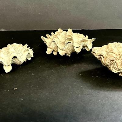 Tradacna Squamosa Fluted Clam Shell Specimens 
