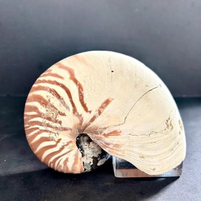 Chambered Nautilus Shell Specimen 