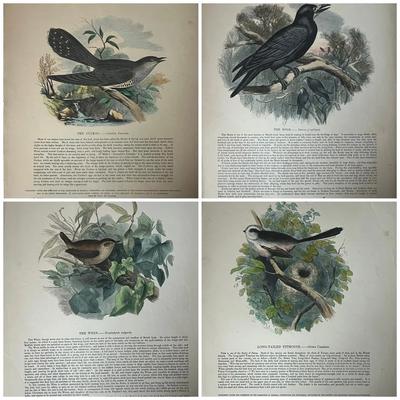 1840s-1860s Natural History Chromolithographic Plates from Clay and Truscott 