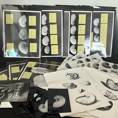 Black & White Photos Of Chambered Nautilus & Various Other Fossils/Specimens