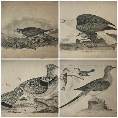 1829 Engraved Plates from American Ornithology by Alexander Wilson 