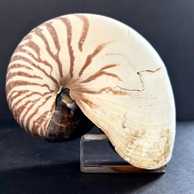 Chambered Nautilus Shell Specimen 