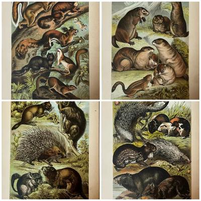 1880 Chromolithographic Plates from Johnson’s Household Book of Nature