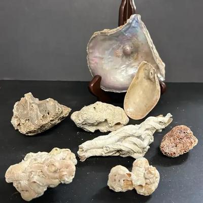 Blister Pearl Oyster Shell, Fossilized Tube Worm Casings And More 