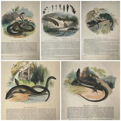 1840s-1860s Natural History Chromolithographic Plates from Clay and Truscott 