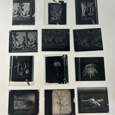 Vintage Glass Slides Unframed (12) Geology & Fossils