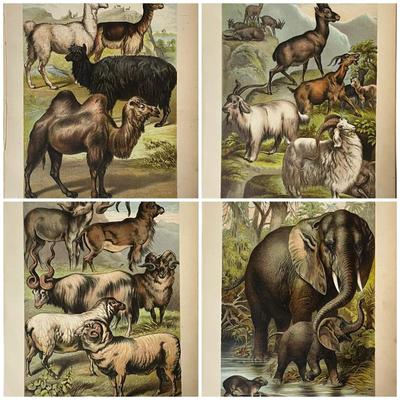 1880 Chromolithographic Plates from Johnson’s Household Book of Nature