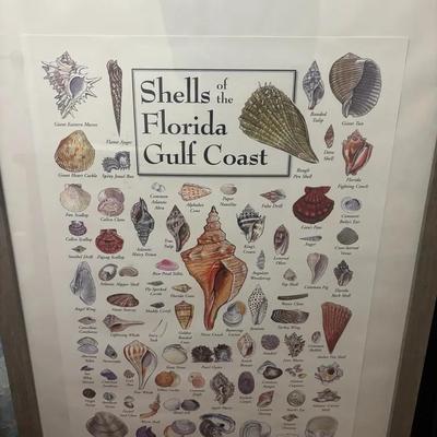 Framed Shells of the Florida Gulf Coast Illustrated Identification Print