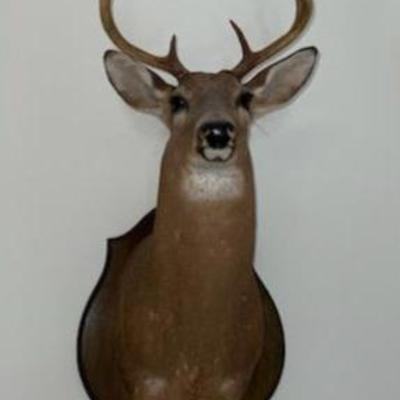 Sale Photo Thumbnail #47