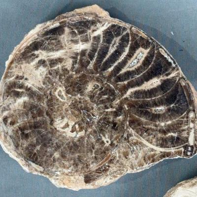 Sale Photo Thumbnail #500