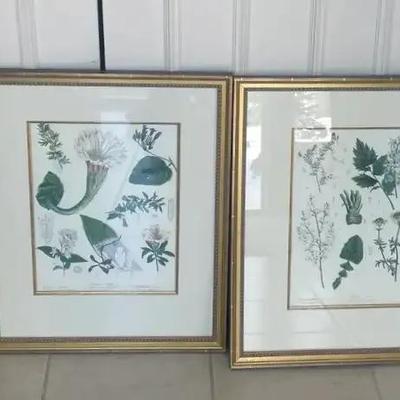 Vintage Botanical Prints