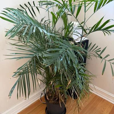 Bamboo Plant Rescue