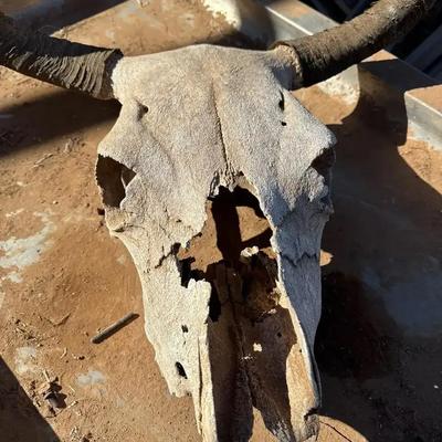 Cowboy Decor - Sun-Bleached Cow, Bull or Steer Skull w/ Horns