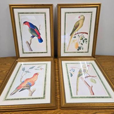 4 Framed Parrot Bird Art Prints