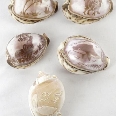 Vintage Tiger Cowrie Hand Carved Shell angel fish, butterflies, SHARK LOT OF 5