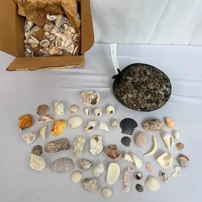 Natural Seashell & Ashland River Stone Collection