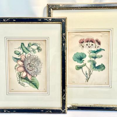 Pair Of Vintage Botanical Prints