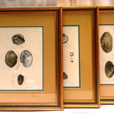 Natural History Shell Lithographs