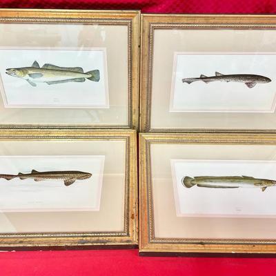 Jonathan Couch Antique Prints Set Of 4 - Hake, Nurse Hound Shark, Rough Hound And Ling 