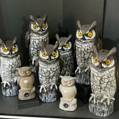 Variety Of Owl Decoys