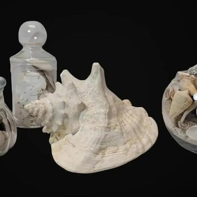 Dried And Fossilized Seashells