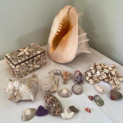 Seashells, Shell-Covered Box, and Shell Jewelry
